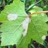 Plijesan (peronospora) grožđa: fotografije i kako liječiti, preparati, zaštita